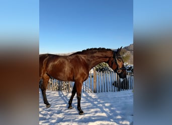 KWPN, Mare, 8 years, 16,1 hh, Brown