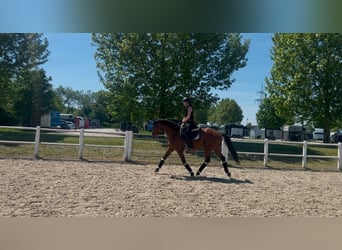 KWPN, Mare, 8 years, 16,1 hh, Brown