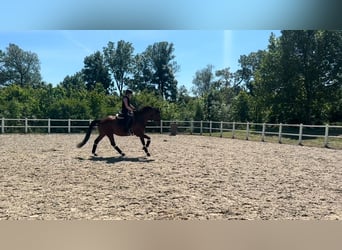 KWPN, Mare, 8 years, 16,1 hh, Brown