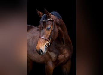 KWPN, Mare, 8 years, 16,1 hh, Brown