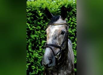 KWPN, Mare, 8 years, 16,1 hh, Gray