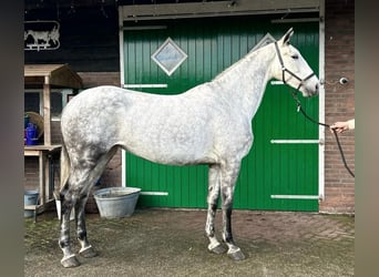 KWPN, Mare, 8 years, 16,1 hh, Pinto