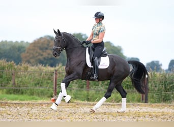 KWPN, Mare, 8 years, 16,1 hh, Smoky-Black