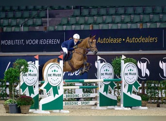 KWPN, Mare, 8 years, 16,2 hh, Bay-Dark