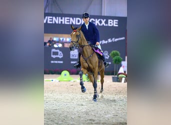 KWPN, Mare, 8 years, 16,2 hh, Bay-Dark