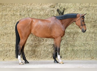 KWPN, Mare, 8 years, 16,2 hh, Bay