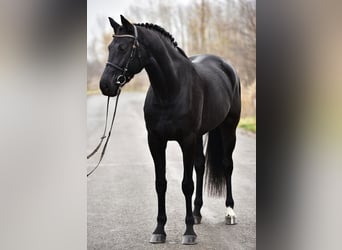 KWPN, Mare, 8 years, 16,2 hh, Black