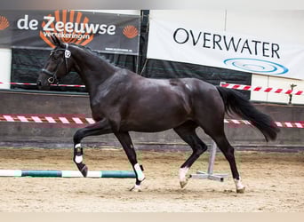 KWPN, Mare, 8 years, 16,2 hh, Black