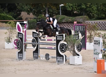 KWPN, Mare, 8 years, 16,2 hh, Black