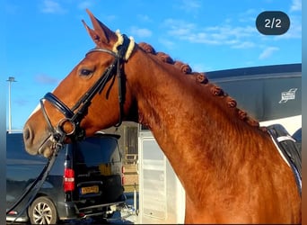 KWPN, Mare, 8 years, 16,2 hh, Chestnut-Red