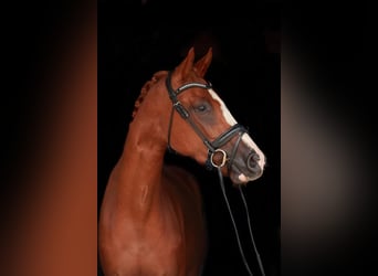 KWPN, Mare, 8 years, 16,2 hh, Sorrel