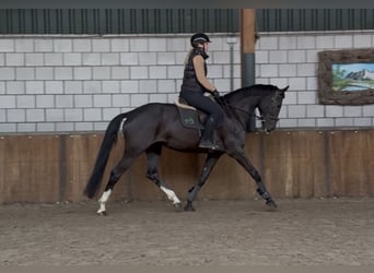 KWPN, Mare, 8 years, 16,3 hh, Black