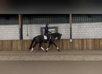 KWPN, Mare, 8 years, 16,3 hh, Black