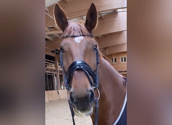 KWPN, Mare, 8 years, 17.1 hh, Chestnut-Red