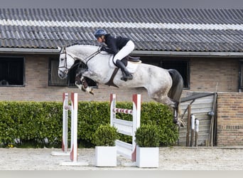 KWPN, Mare, 8 years, 17.1 hh