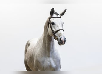 KWPN, Mare, 8 years, 17.1 hh