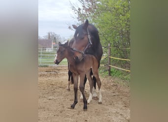 KWPN, Mare, 8 years, 17.1 hh, Smoky-Black