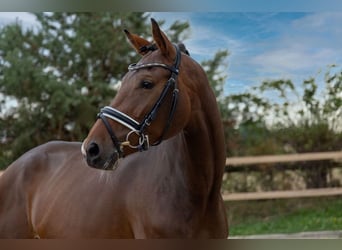 KWPN, Mare, 8 years, 17.1 hh, Smoky-Black