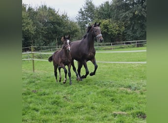 KWPN, Mare, 8 years, 17 hh, Bay-Dark