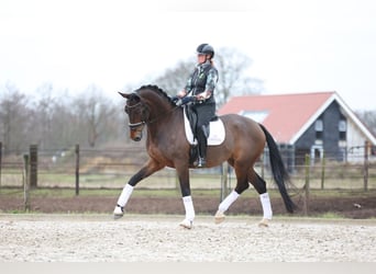 KWPN, Mare, 8 years, 17 hh, Bay-Dark