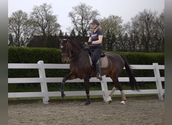 KWPN, Mare, 8 years, 17 hh, Bay-Dark