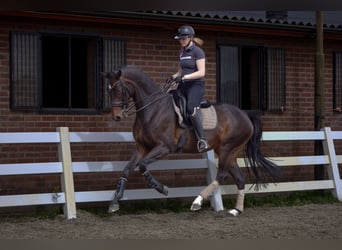 KWPN, Mare, 8 years, 17 hh, Bay-Dark