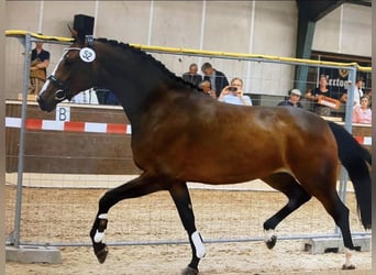 KWPN, Mare, 8 years, 17 hh, Brown