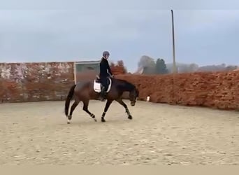 KWPN, Mare, 8 years, 17 hh, Brown