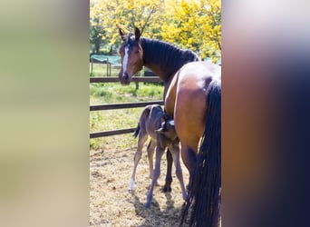 KWPN, Mare, 8 years, 17 hh, Brown
