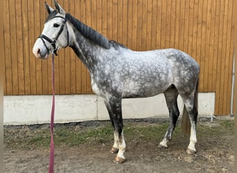 KWPN, Mare, 8 years, 17 hh, Gray-Dapple