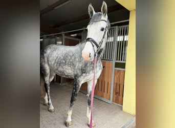 KWPN, Mare, 8 years, 17 hh, Gray