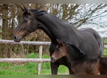 KWPN, Mare, 8 years, 17 hh, Smoky-Black