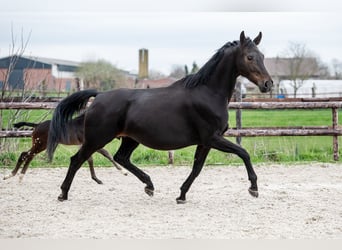 KWPN, Mare, 8 years, 17 hh, Smoky-Black