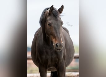 KWPN, Mare, 8 years, 17 hh, Smoky-Black