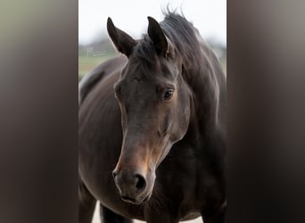 KWPN, Mare, 8 years, 17 hh, Smoky-Black