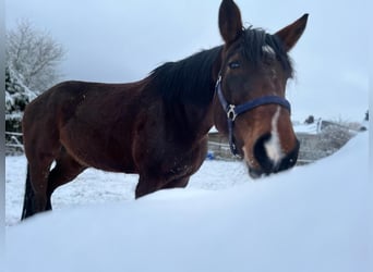 KWPN, Mare, 8 years, 17 hh, Smoky-Black