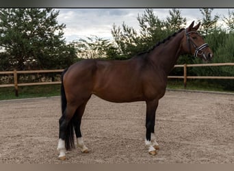 KWPN, Mare, 8 years, 17 hh, Smoky-Black