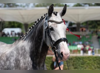 KWPN, Mare, 8 years, 17,1 hh, Grey-Fleabitten