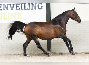 KWPN, Mare, 8 years