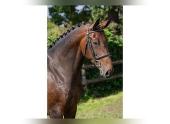 KWPN, Mare, 8 years