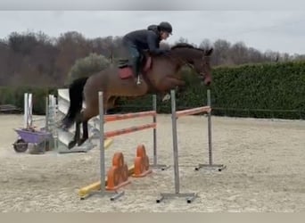 KWPN, Mare, 8 years, Brown