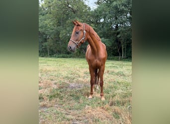 KWPN, Mare, 8 years, Chestnut-Red