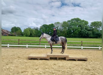 KWPN Mix, Mare, 9 years, 13.3 hh, Grey-Dapple
