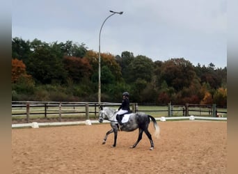 KWPN Mix, Mare, 9 years, 13.3 hh, Grey-Dapple