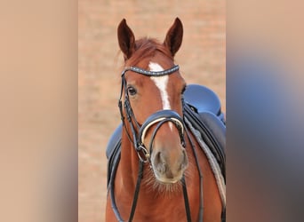 KWPN, Mare, 9 years, 15,2 hh, Chestnut-Red