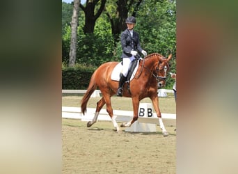 KWPN, Mare, 9 years, 15,2 hh, Chestnut-Red