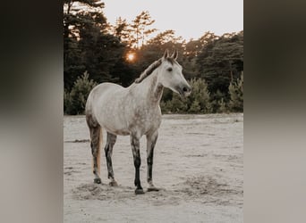 KWPN Mix, Mare, 9 years, 15.2 hh, Gray