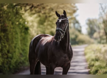 KWPN, Mare, 9 years, 15.3 hh, Black