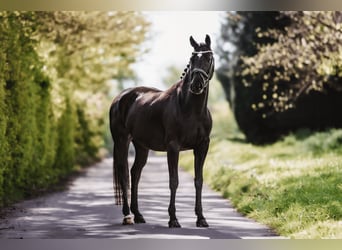 KWPN, Mare, 9 years, 15.3 hh, Black