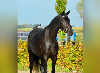 KWPN, Mare, 9 years, 16,1 hh, Black